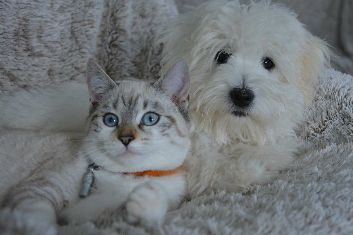 La legge consente ti tenere gli animali in garage