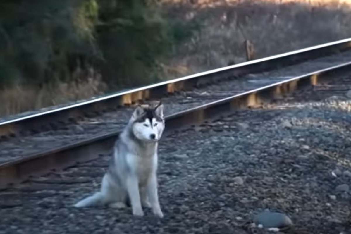 Vigile del fuoco salva un cane e lo cura portandolo a casa