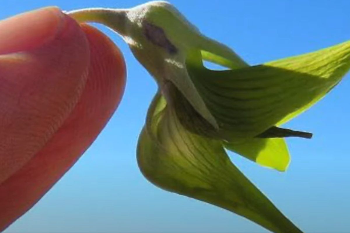 Foglia a forma di colobrì