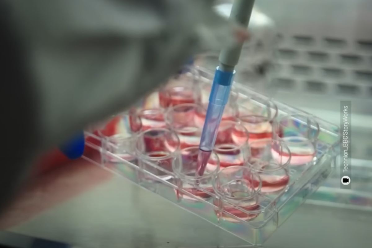 Carne e riso coltivati in laboratorio