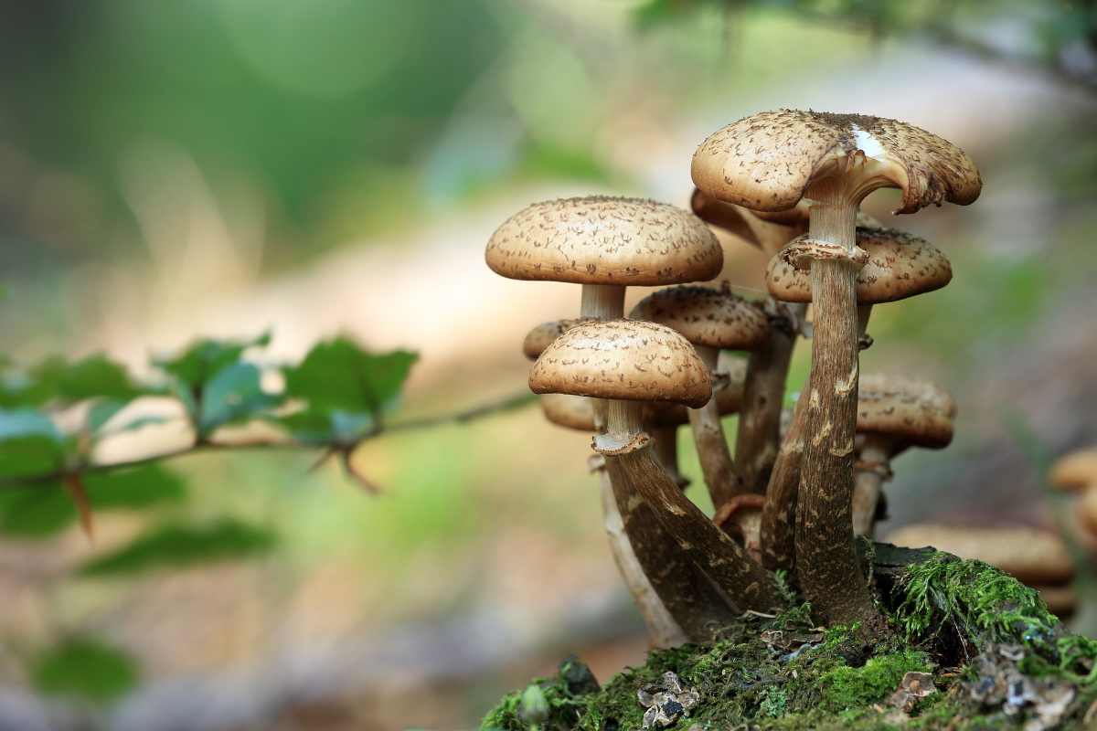 Grazie alla musica i funghi possono crescere