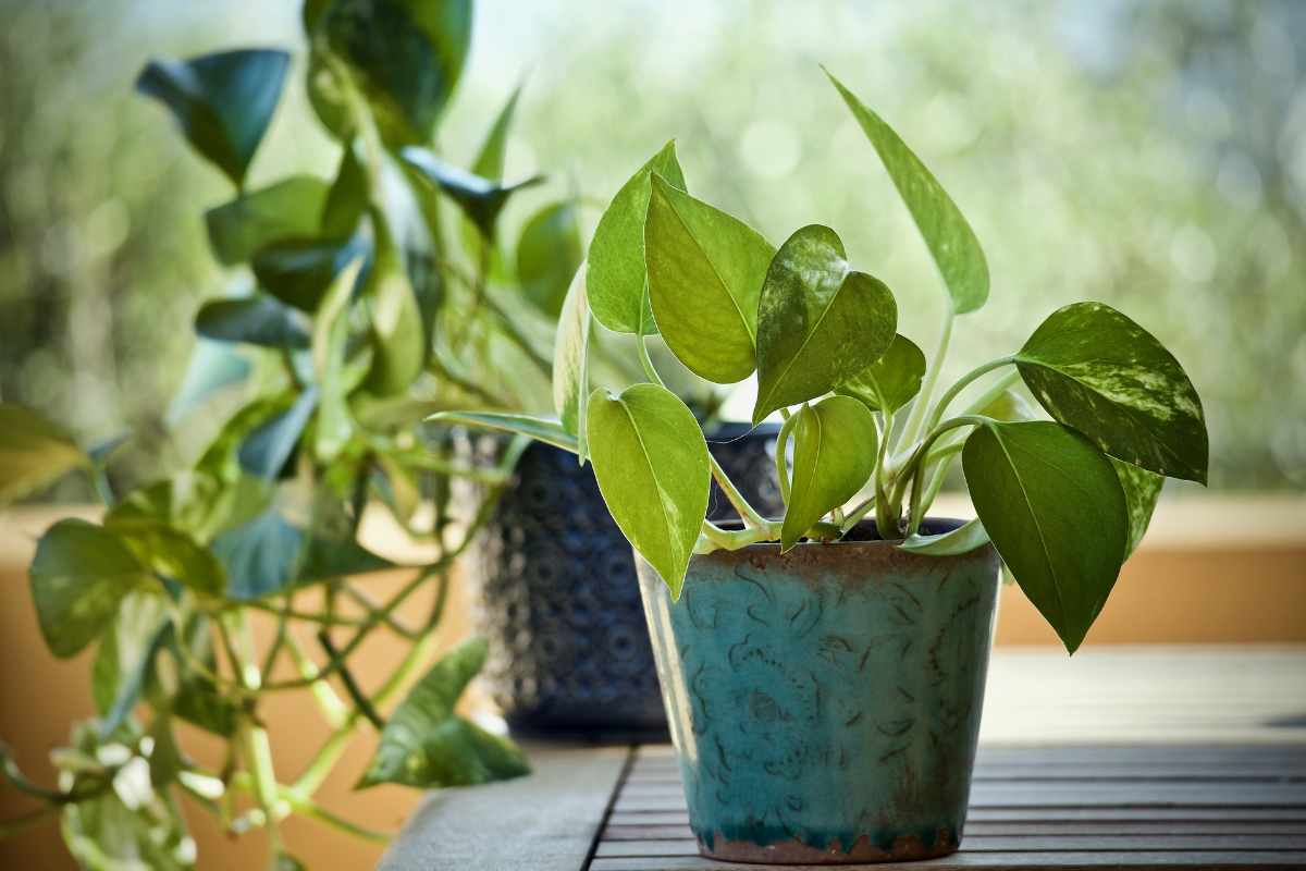 Le sei piante che purificano l'ambiente domestico