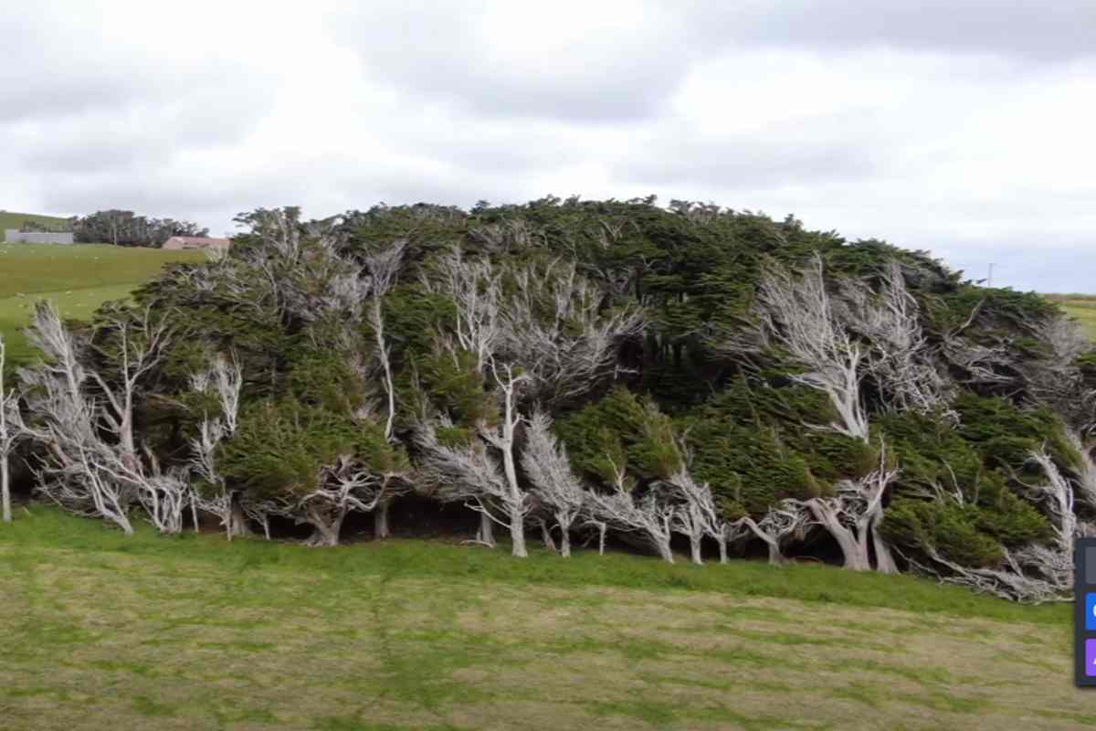 La foresta di Slop Point