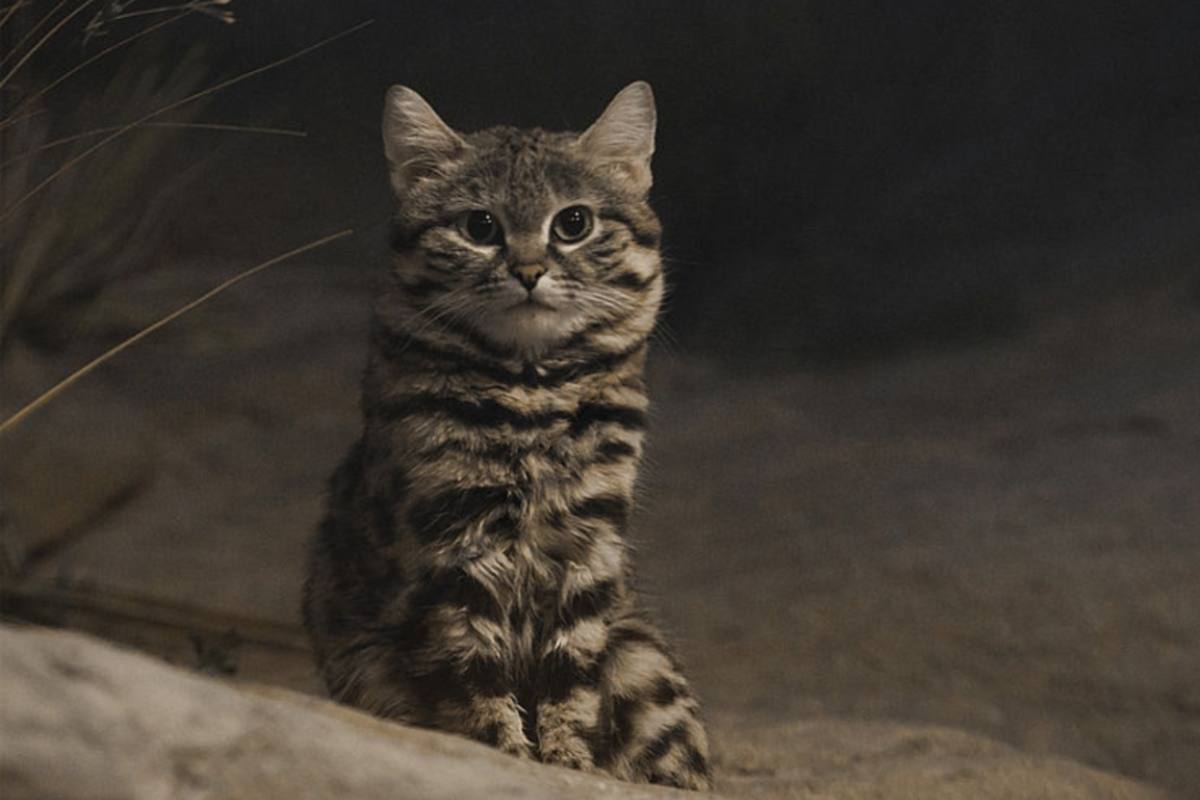 Il gatto dai piedi neri è il predatore felino più pericoloso al mondo