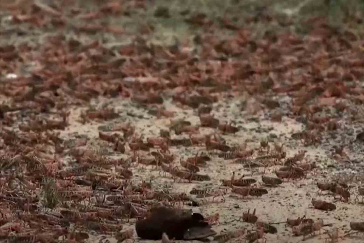 Invasione Locuste