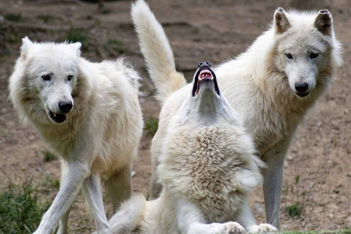 Branco di lupi