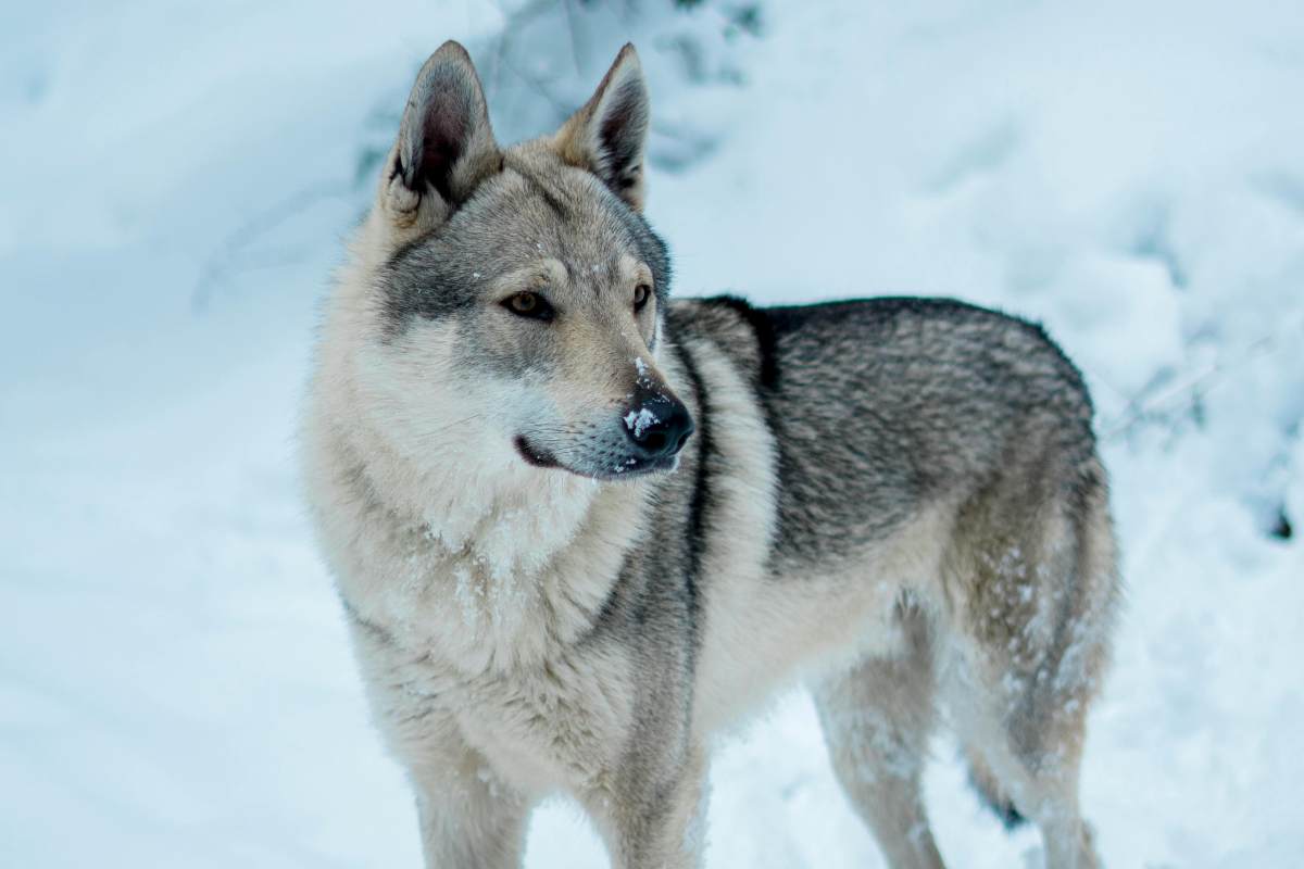 Inseguire gli animali selvatici è reato: cosa si rischia