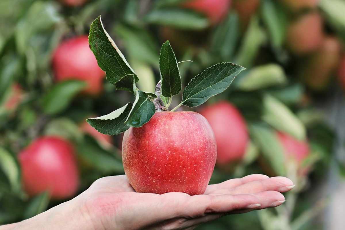 Le rinomate Mele della Val Venosta