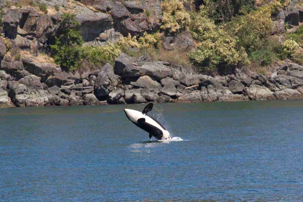 Le 5 orche nate in libertà e morte in cattività