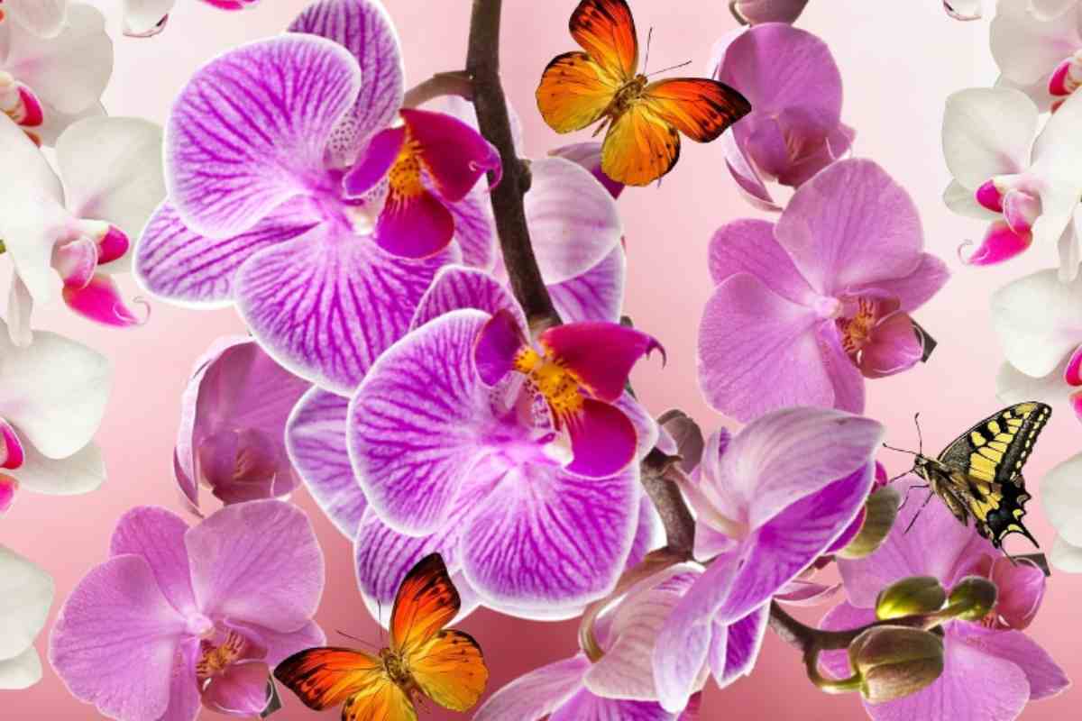 L'alleato naturale per la fioriture tutto l'anno delle orchidee