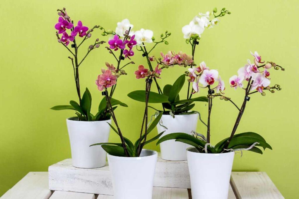 Strategie efficaci per la cura delle orchidee durante l'inverno