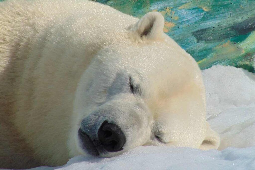 Esemplare di Orso polare