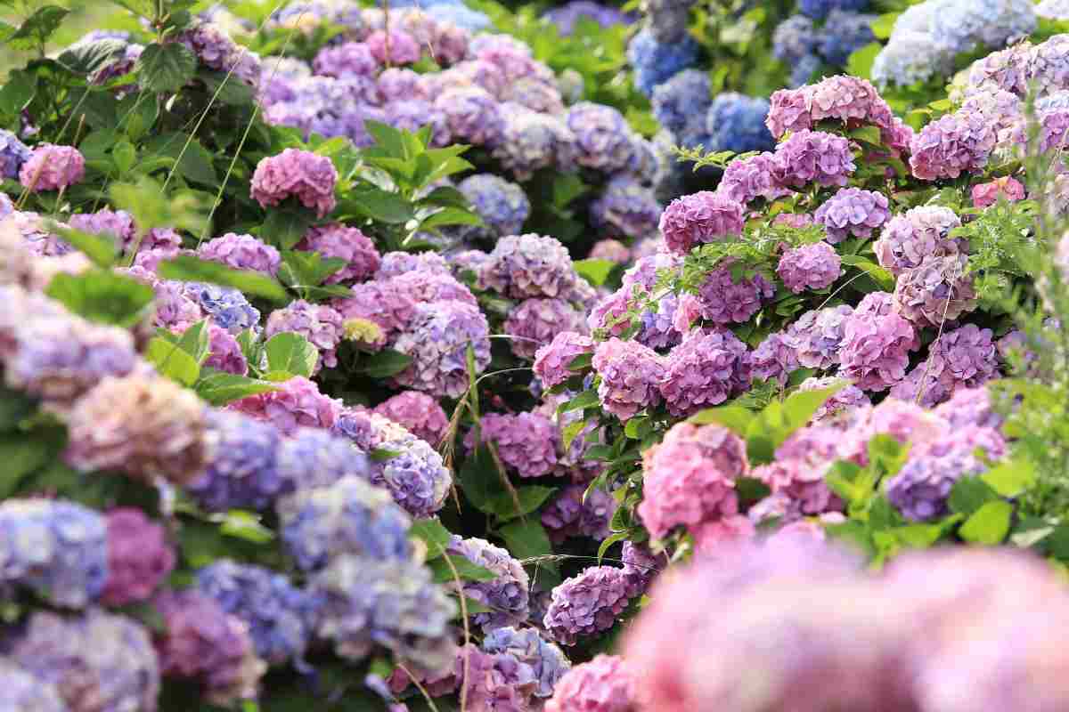 Ortensie incantevoli: consigli essenziali per una fioritura spettacolare