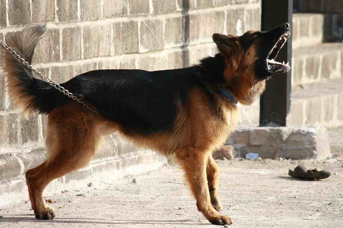 Cane di razza pastore tedesco