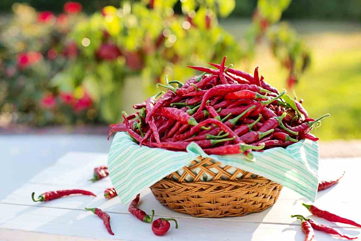 Peperoncino e salute: verità, prevenzione degli infarti e la combustione dei grassi