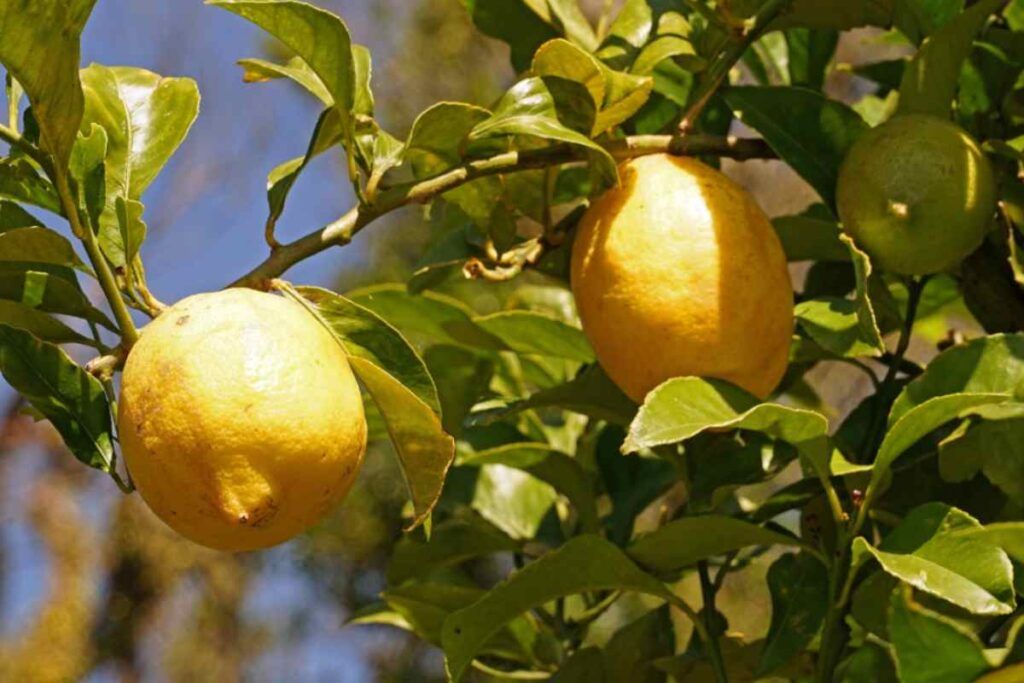 Piante da limone: il rimedio naturale per tenere lontani gli insetti