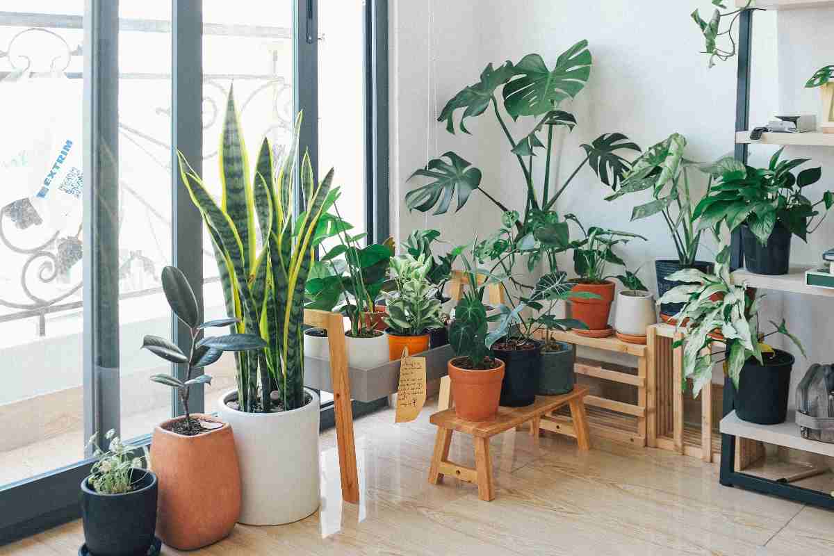 Le piante d'appartamento che richiedono poca luce