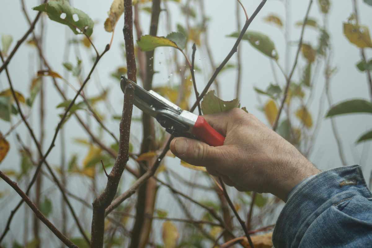 Potatura delle piante da frutto: 7 aspetti essenziali da conoscere