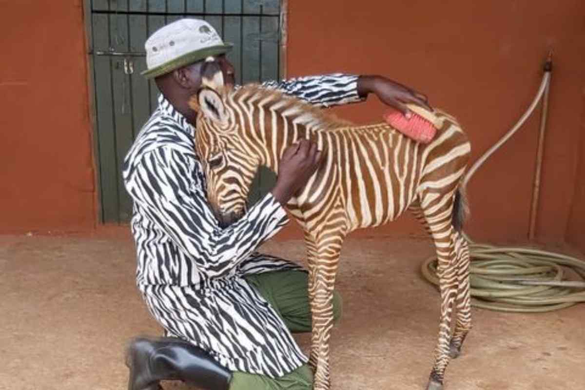 L'Emozionante gesto dei ranger, con abiti a strisce per salvare piccoli orfani zebra