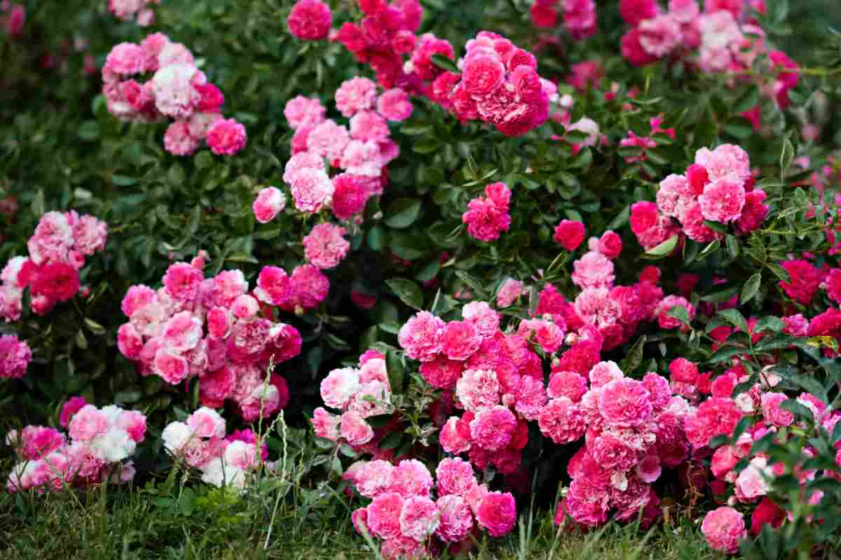 Il segreto per delle rose spettacolari: il concime naturale fai da te