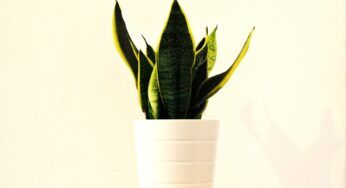 Come moltiplicare la Sansevieria, il metodo semplice e molto efficace