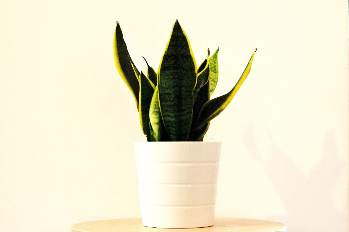 Come moltiplicare la Sansevieria con il metodo semplice e efficace