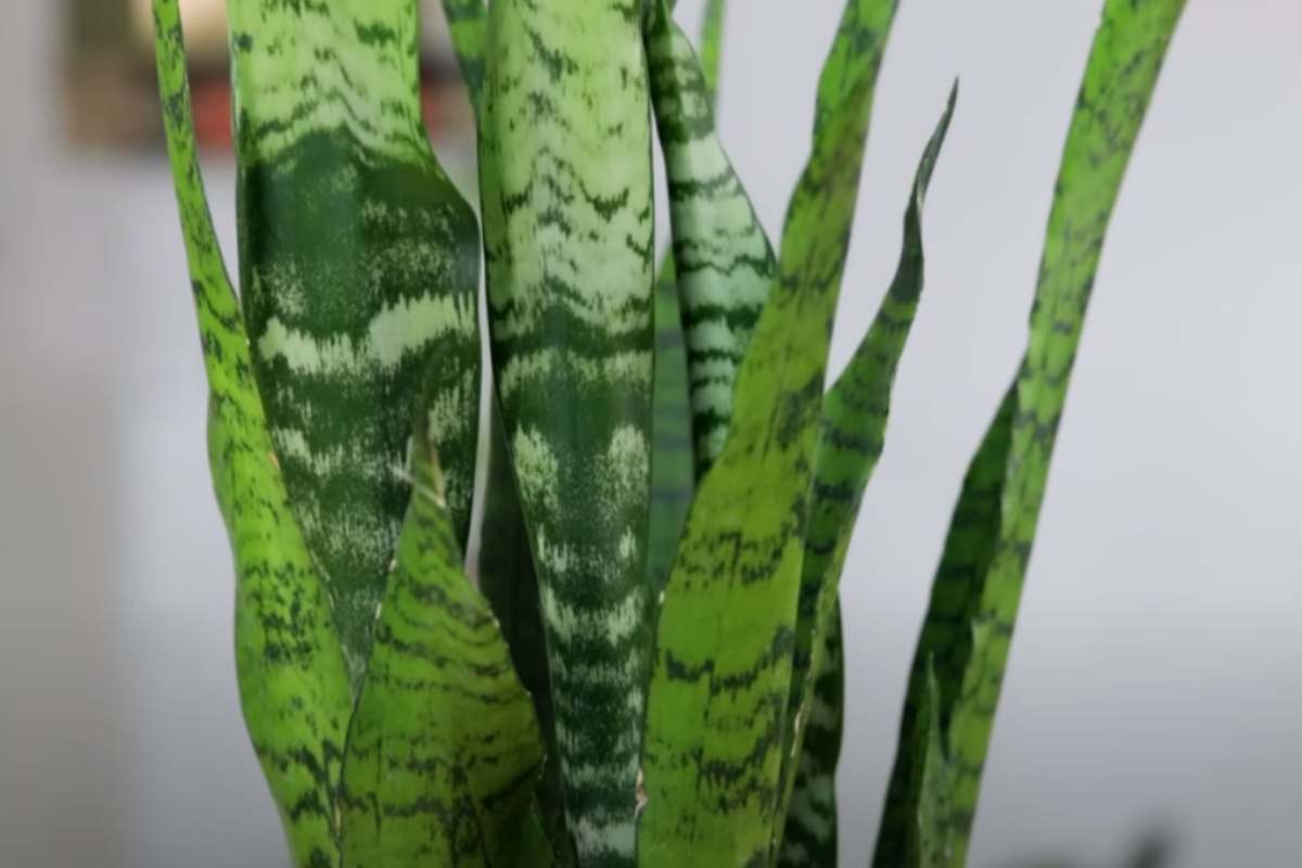 Il fogliame della Sansevieria Cylindrica