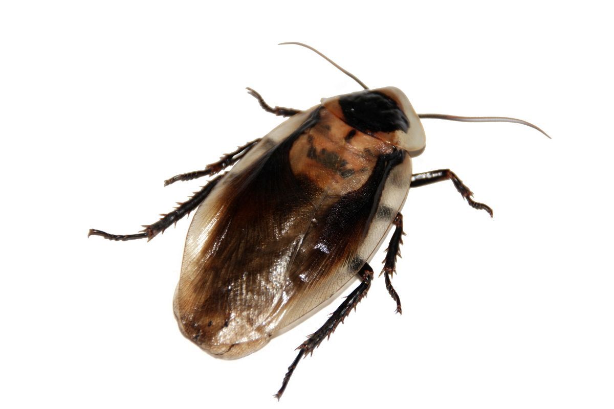 la soluzione per eliminare gli scaraffi dalle nostre casa