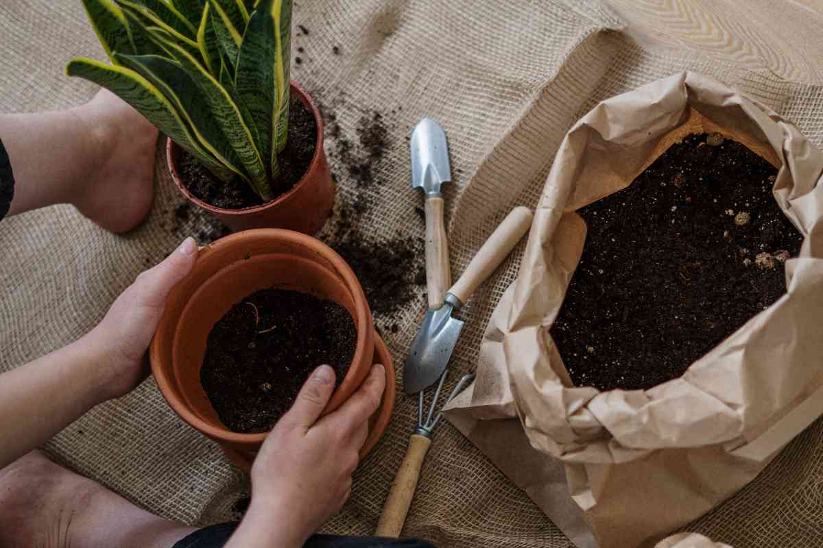 Riutilizzare il terreno delle piante morte