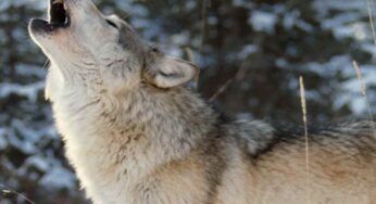 Non è stato un lupo ad uccidere l’anziano di Bressanone: l’esito dell’autopsia