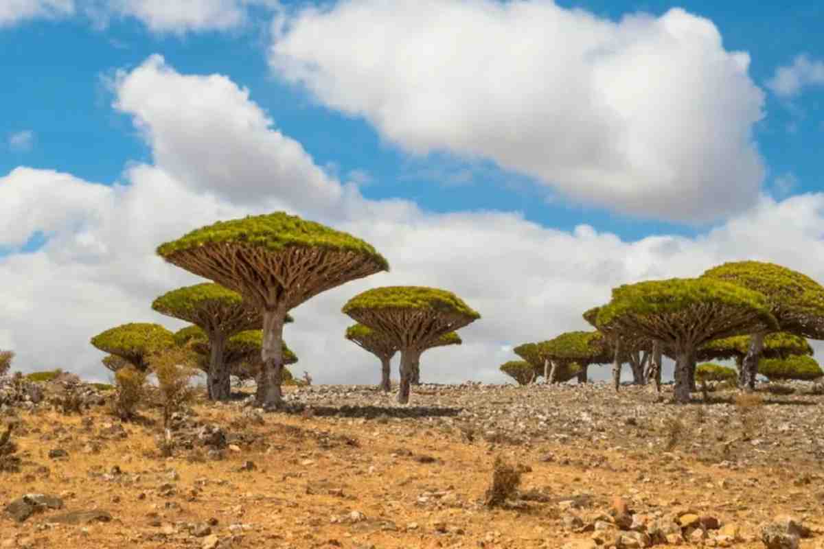 L'albero che sanguina quando viene tagliato