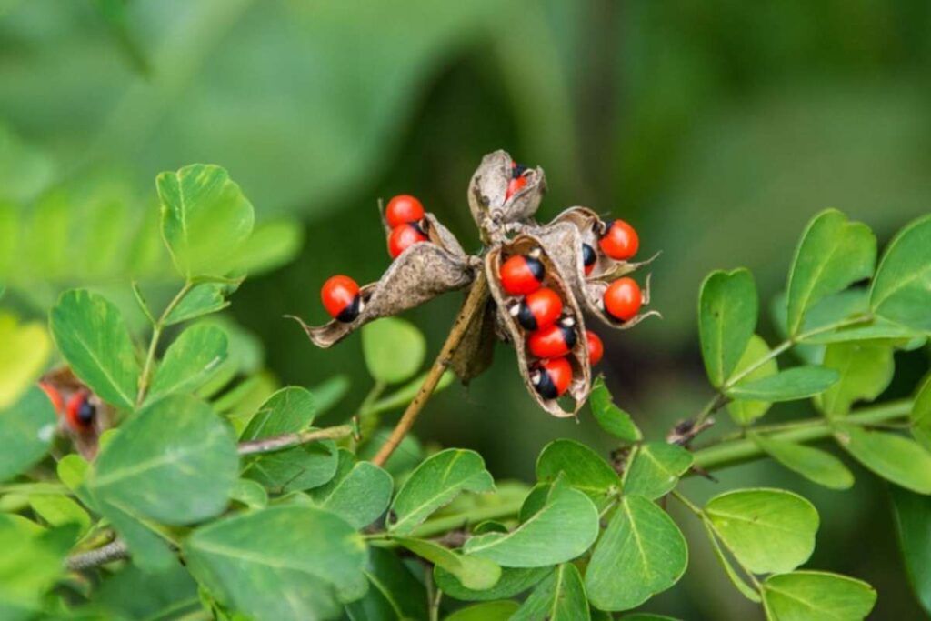 Classifica delle piante tossiche in Italia: evita queste specie nel tuo giardino