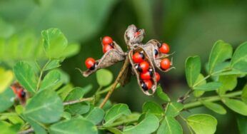 Classifica delle piante tossiche in Italia: evita queste specie nel tuo giardino o saranno guai